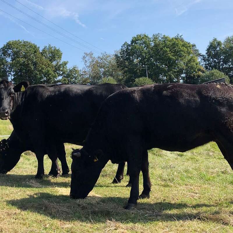 Wagyu F1 Kreuzung zu verkaufen (Rheingau-Taunus-Kreis)  - Bild 1
