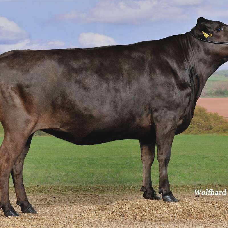 100 % Fullblood Wagyu Jungrinder zu verkaufen - Bild 1