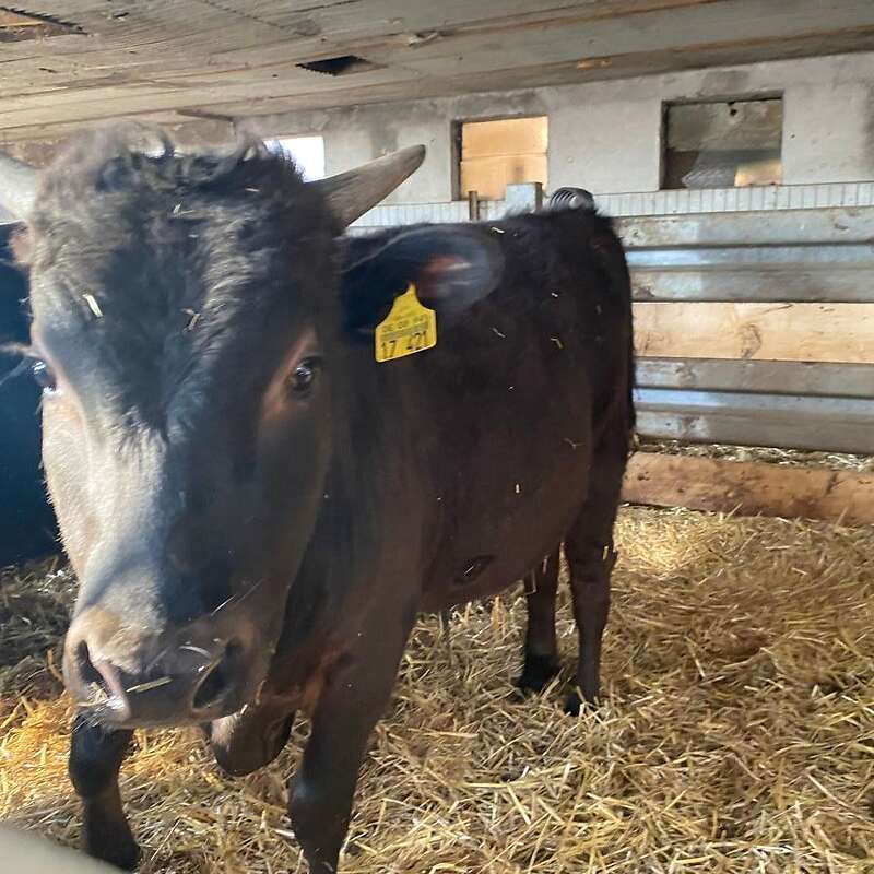 Wagyu Jungbulle zur Zucht  - Bild 1