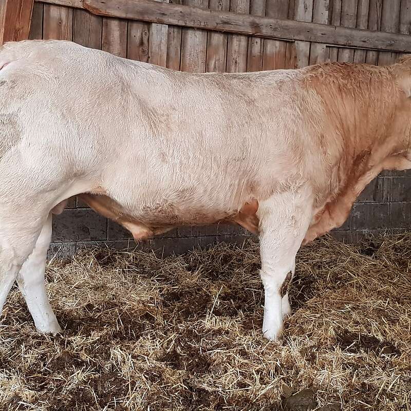 Blonde d Aquitaine  Deckbulle Pp - Bild 1