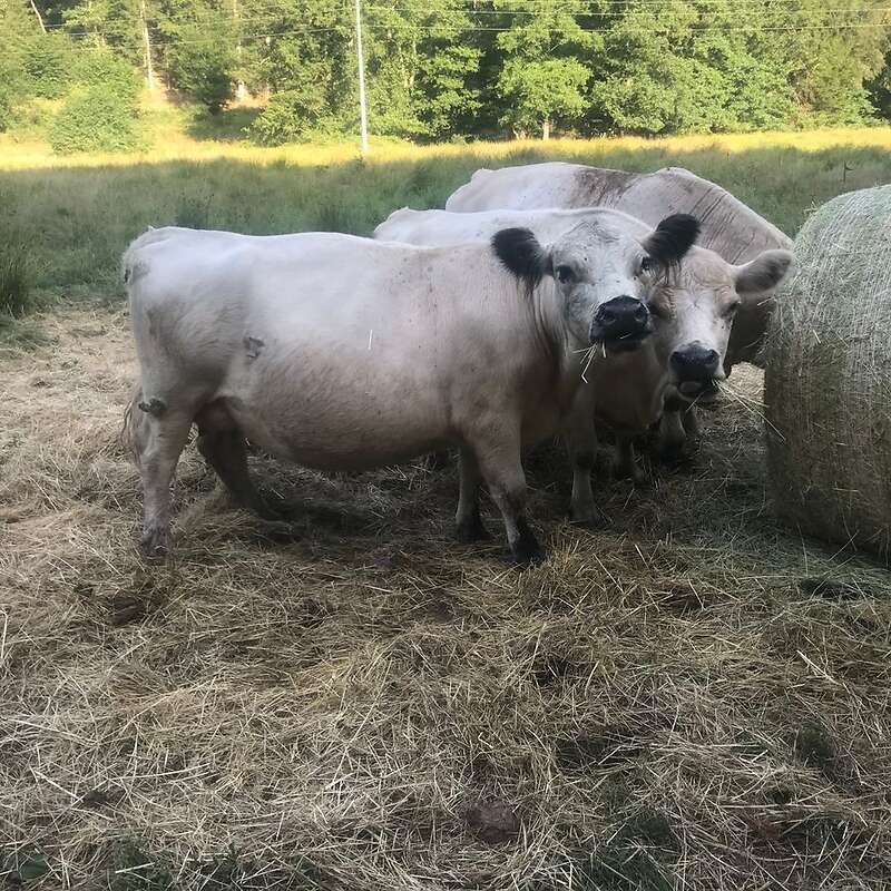 Verkaufe Galloways - Bild 1