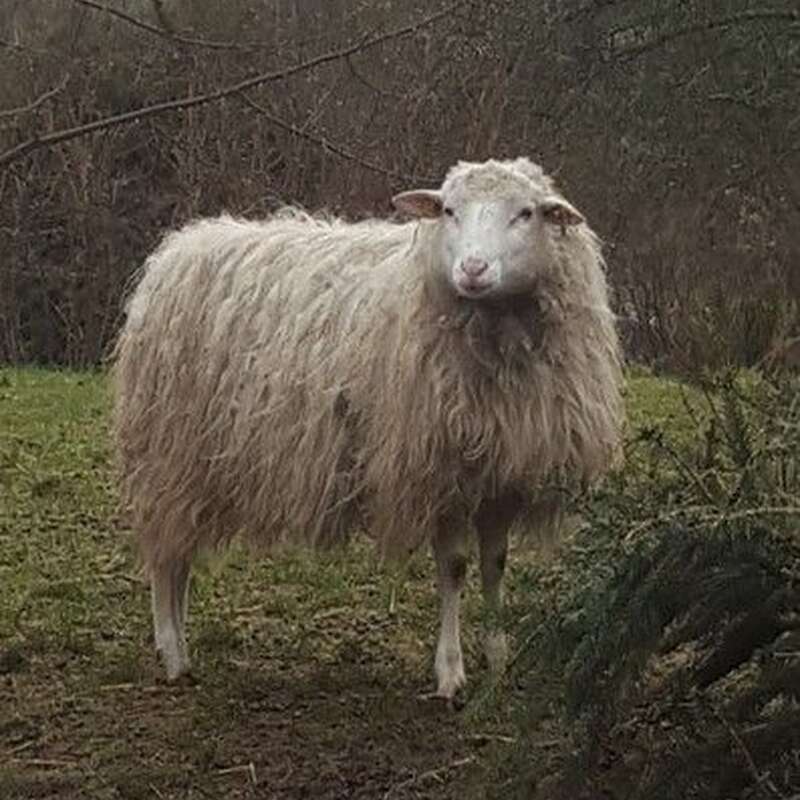 Moorschnucken aus Herbuchzucht - Bild 1