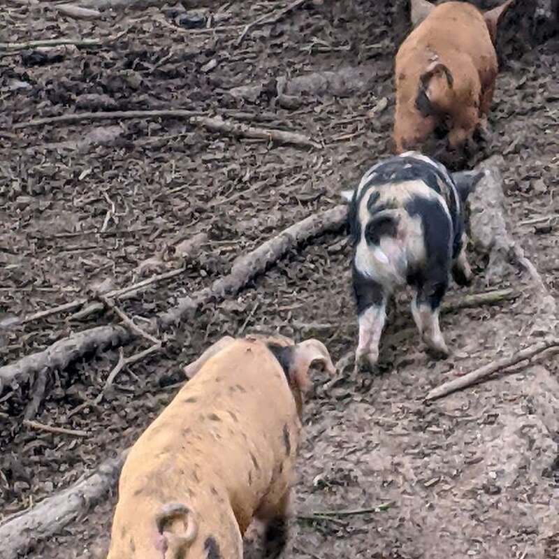 Schweine aus robuster Freilandhaltung  - Bild 1