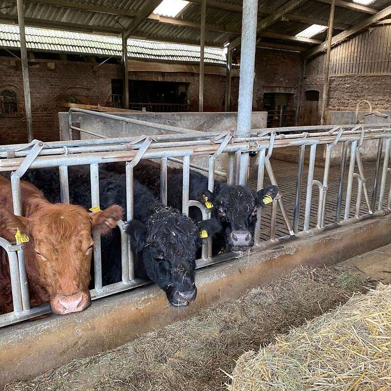 Galloway Rind (Schwarz) - Bild 1