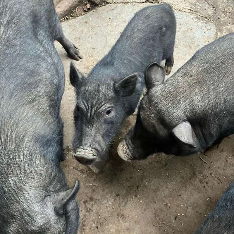 Mini Hängebauchschweine Freiland  - Bild 1