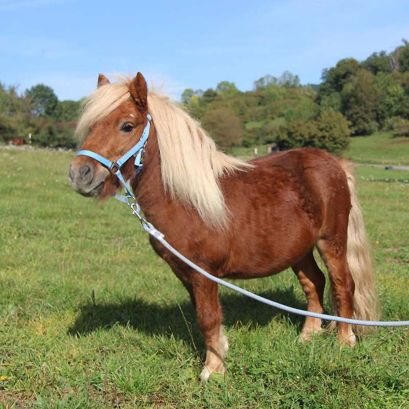 3-Jähriger Ponyhengst - Bild 1