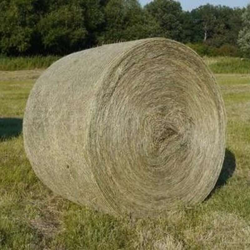 Heu und Anwelksilage Rundballen scheunengelagert zu verkaufen - Bild 1