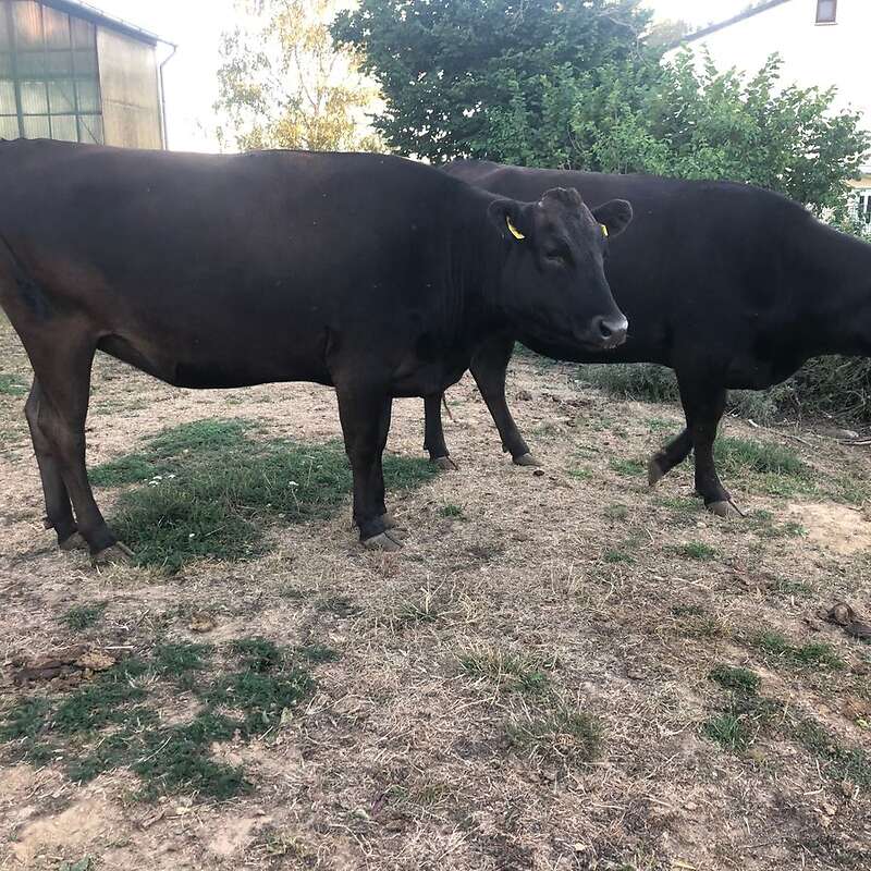 Fullblood Wagyu Kühe tragend zu verkaufen - Bild 1