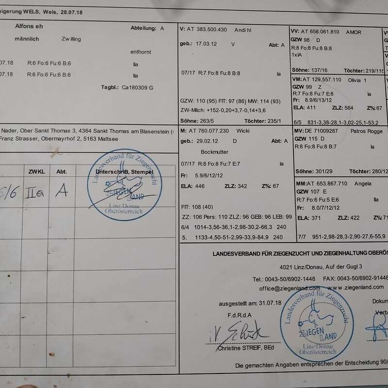 Verkaufe Saanenbock - Bild 1