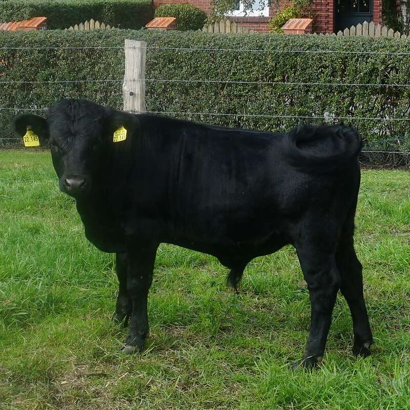 Dexter Bullen Kälber - Bild 1