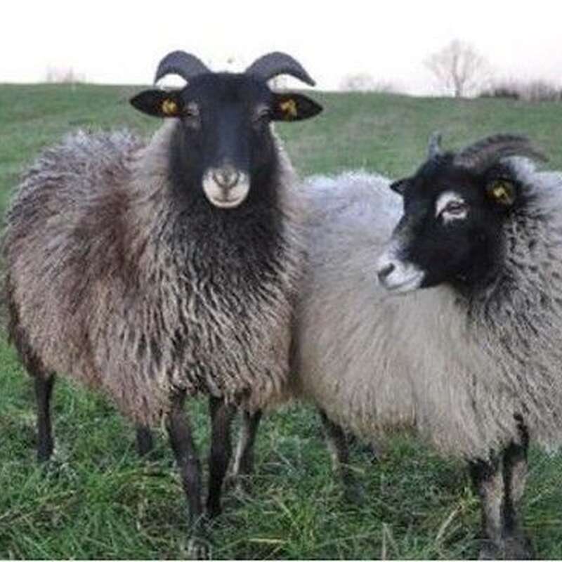 Guteschafe, Gotländ. Gehörnte, zur Zucht - Bild 1
