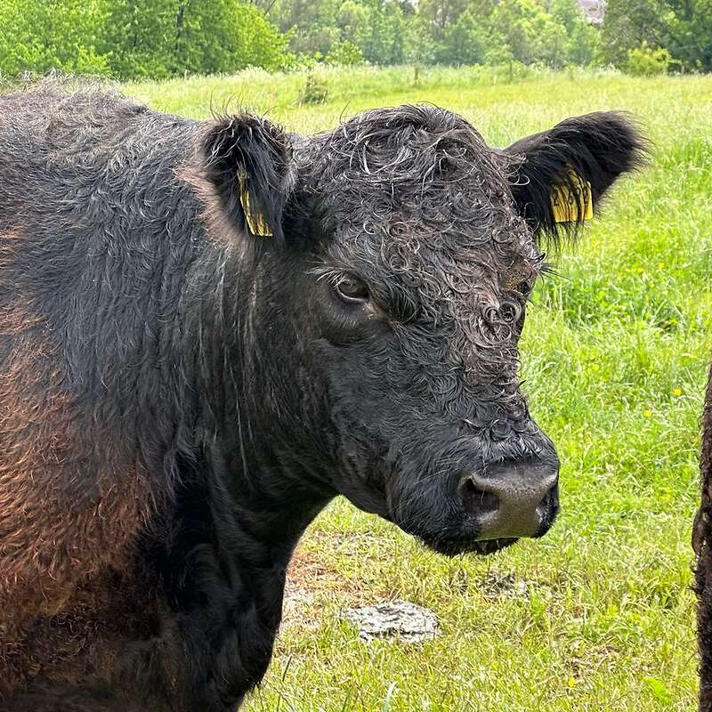 Tragende Kuh mit Kalb  - Bild 1