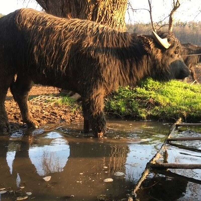 Junge Wasserbüffel zu verkaufen - Bild 1