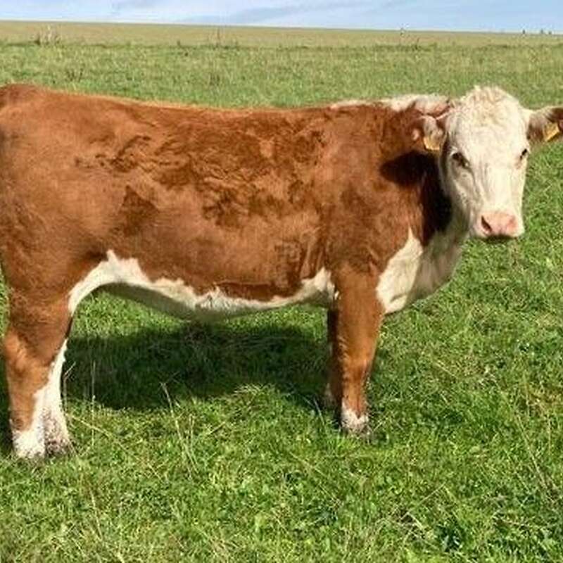 Hereford Rind tragend, kalbend 02/2024 - Bild 1