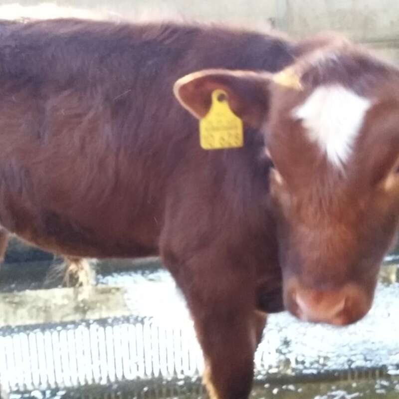 Angus x Holsteiner Fresser Absetzer Bulle - Bild 1