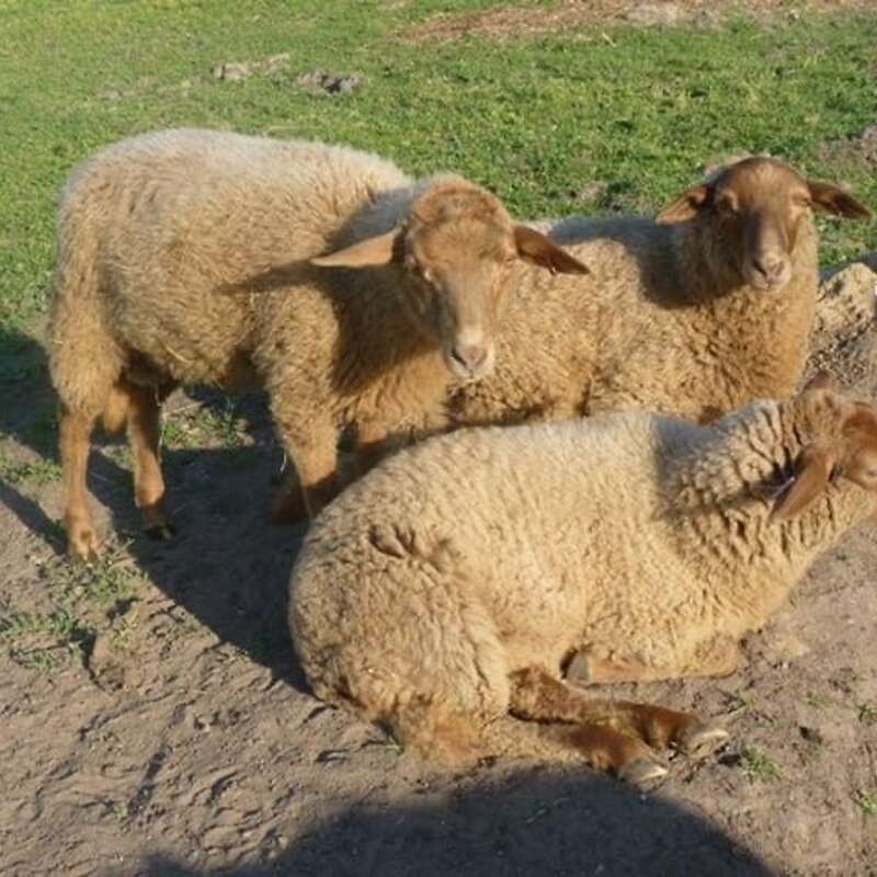 Bio Schlachtlämmer  - Bild 1