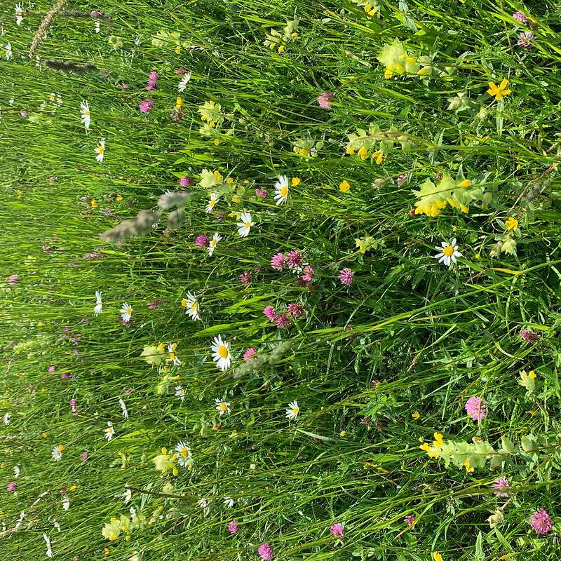 Bio Heu 2020  - Bild 1