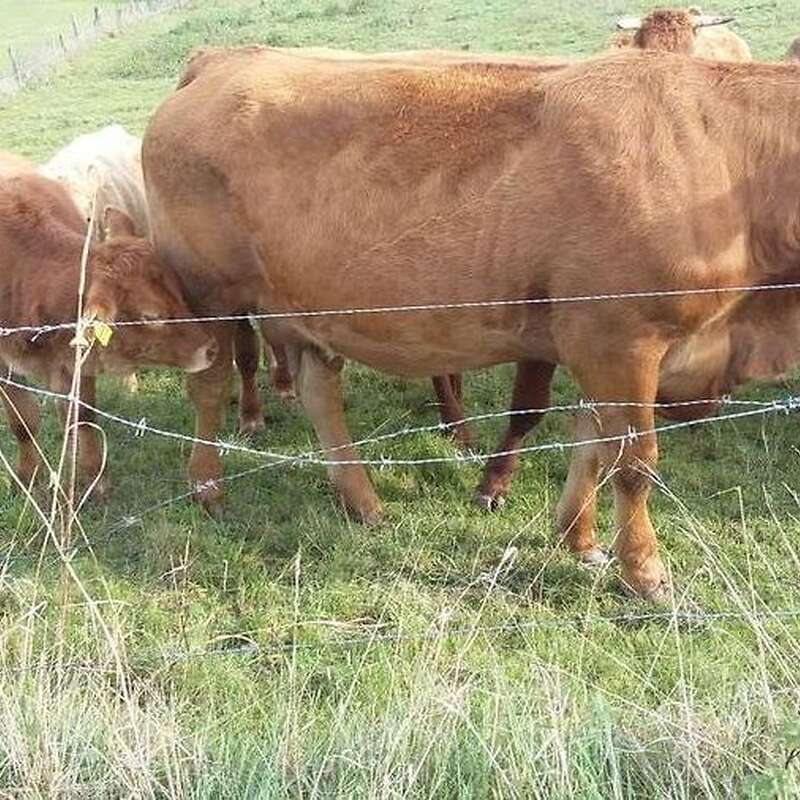 Limousin Absetzer + Kühe / Rinder  - Bild 1