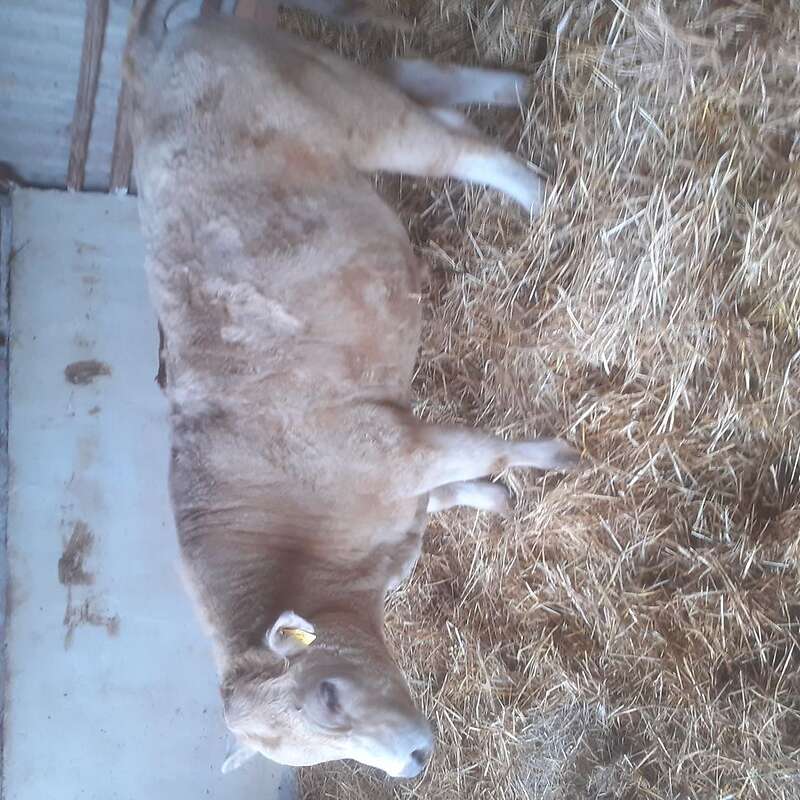 Charolais angus  kreuzung   - Bild 1