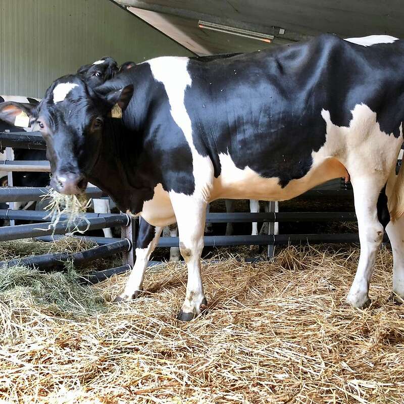 Holstein Färsen Tragend  - Bild 1