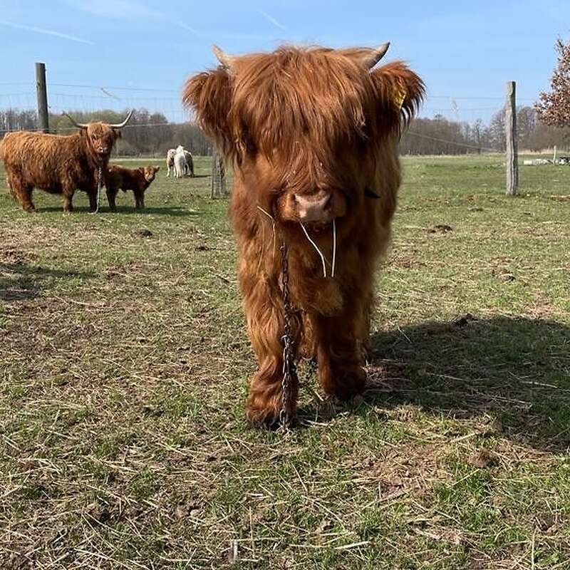 Highlanderfärse zu verkaufen - Bild 1