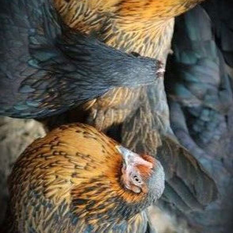 Araucana, Marans, Grünleger Hühner Junghühner zu verkaufen - Bild 1