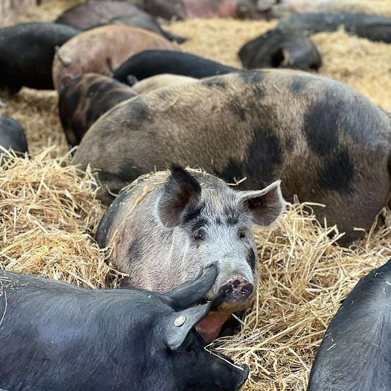 Iberico Schweine Duroc Mix  - Bild 1