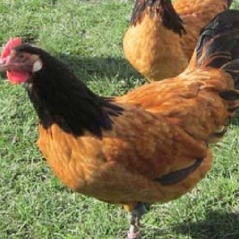 Rassegeflügel Zucht, Vorwerk Hühner nachzucht schutzgeimpft und entwurmt zu verkaufen. - Bild 1