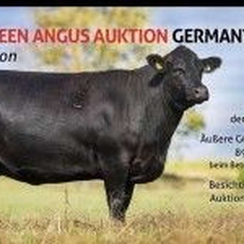 8. Aberdeen-Angus Auktion - Bild 1