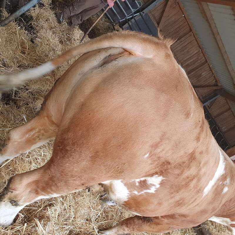 FLECKVIEH BULLE HORNLOS von 2019 - Bild 1