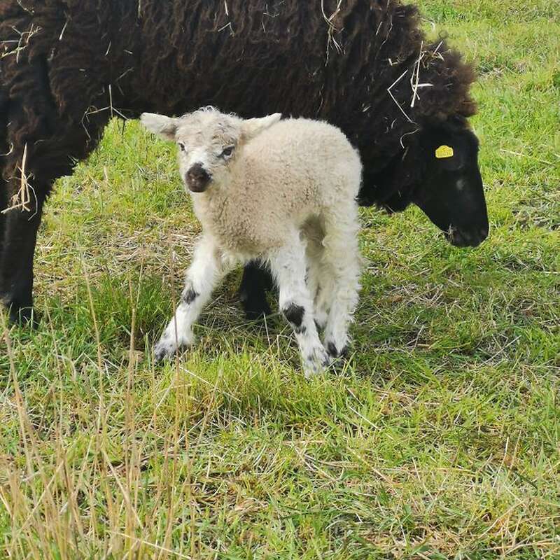Teeswater x Wensleydale, Teeswater x Pommern Zibbenlämmer  - Bild 1
