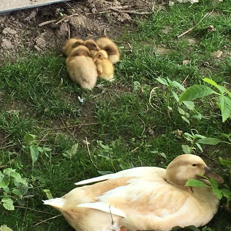 Enten, Erpel, Orpington - Bild 1
