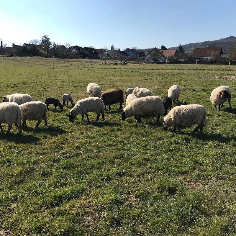 Verkaufe Schafe - Bild 1