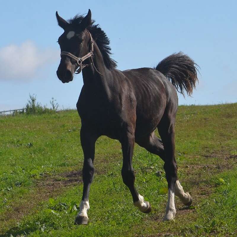 Jährling von Pagur x Farian 9 (Hannoveraner) in MeckPom - Bild 1