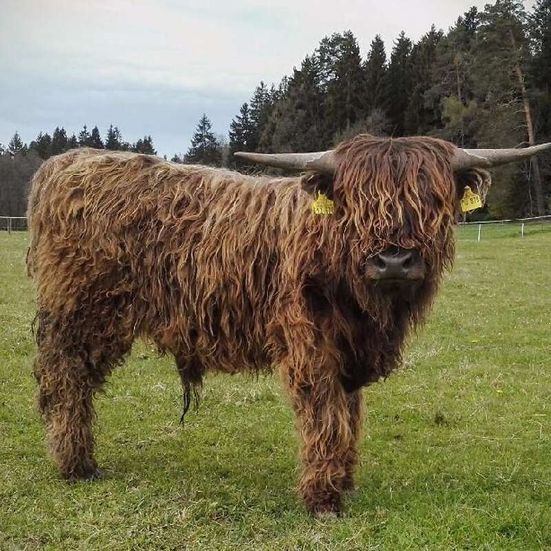 Highlandbulle rotbraun - Bild 1