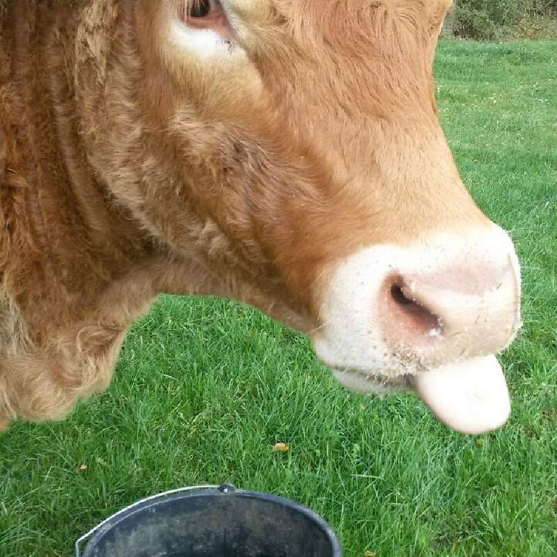 Limousin, Rind, Kuh, Absetzer - Bild 1