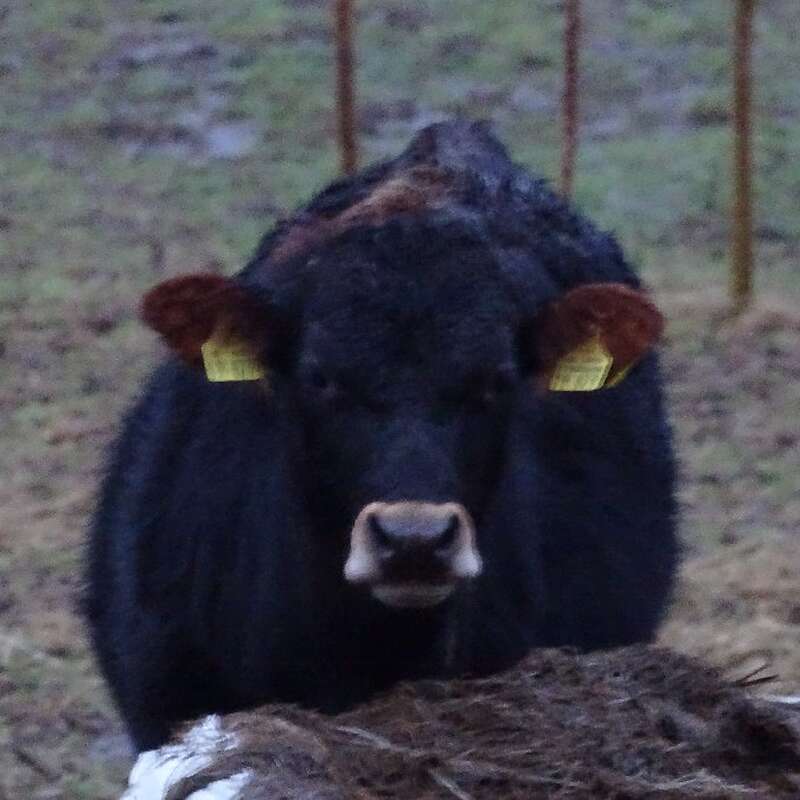 Angus Mix Jungbullen zum Verkauf - Bild 1
