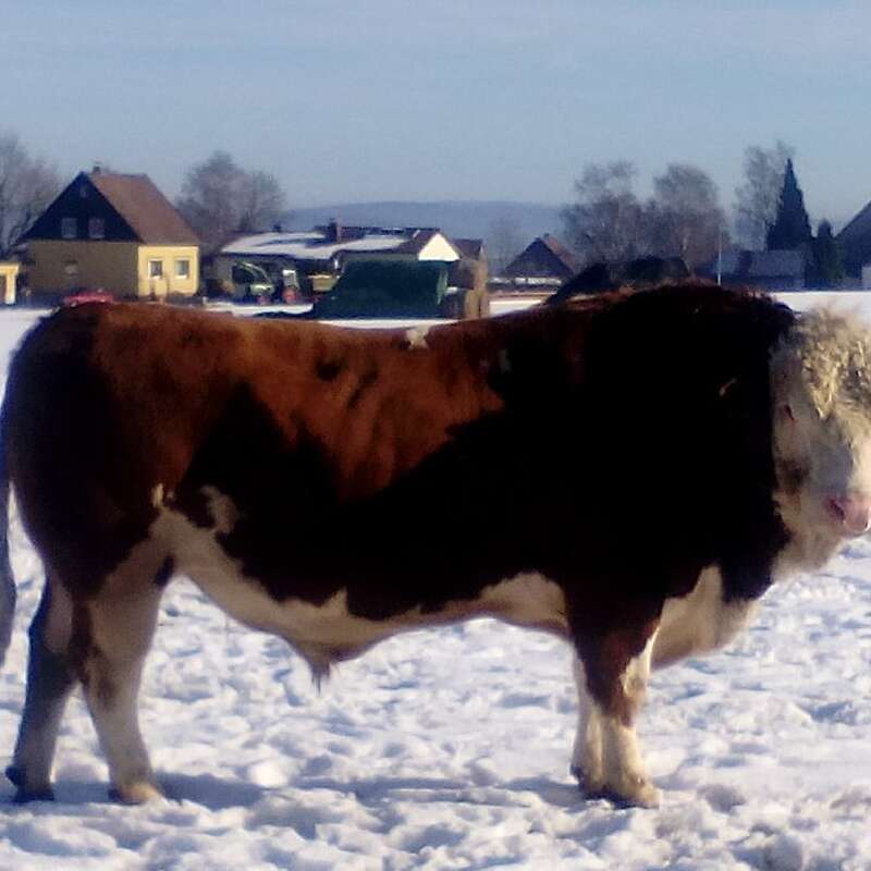 Simmetal Bullen aus Herdbuch Fleckvieh PP - Bild 1