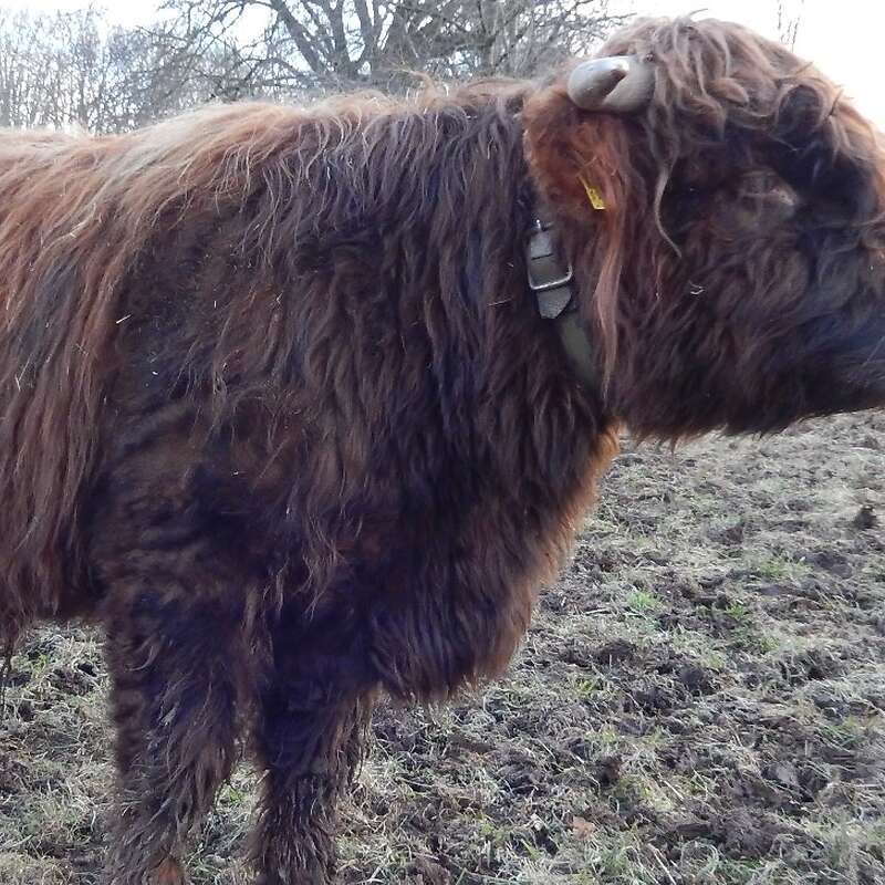 Highland Cattle Hochlandrinder - Jungbullen - Bild 1