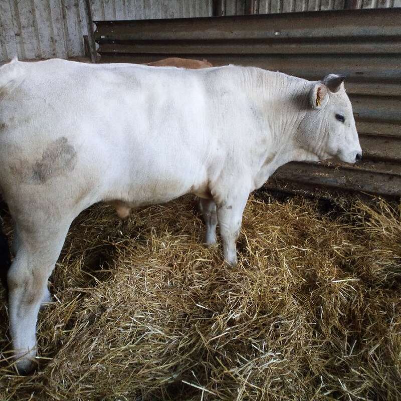 Reine Chianina  Bullen - Bild 1