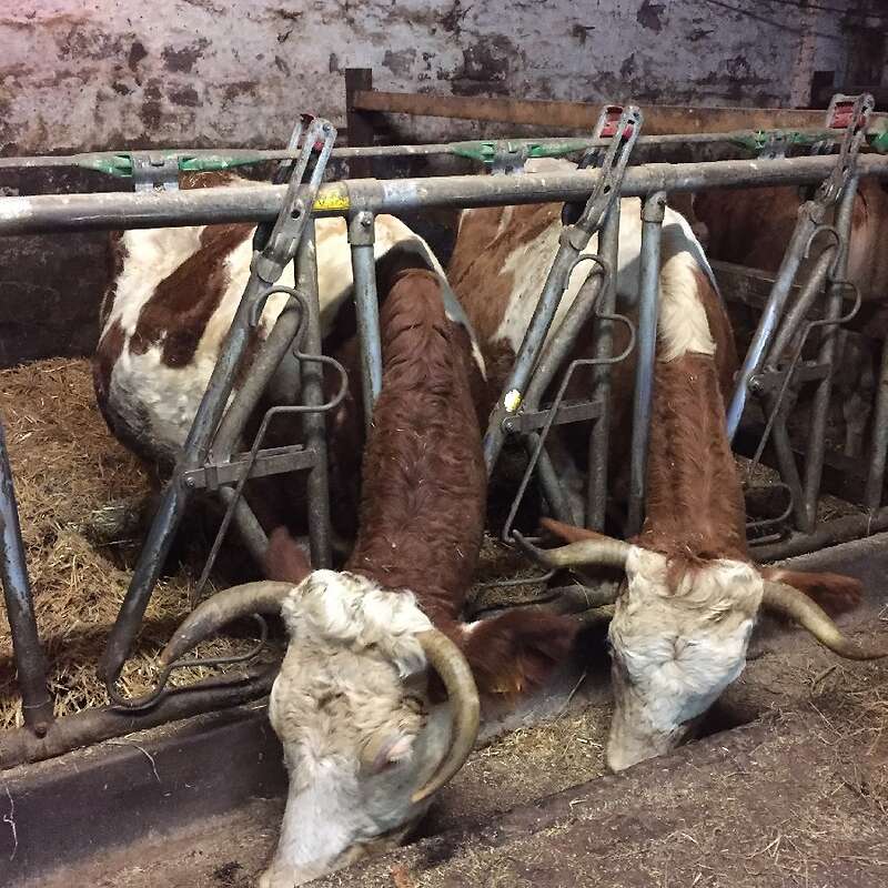 2 Fleckvieh Kühe tragend - Bild 1