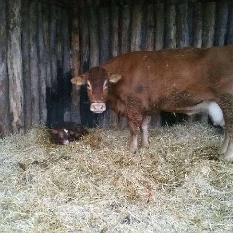 Limousin, Absetzer, weiblich, Kuhkalb, Färse, Fresser, zu verk. - Bild 1