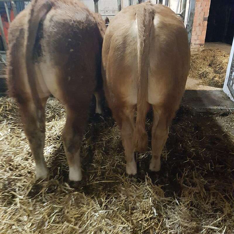 2x BIO Limousin Deckbullen 14 Monate + HB - Bild 1