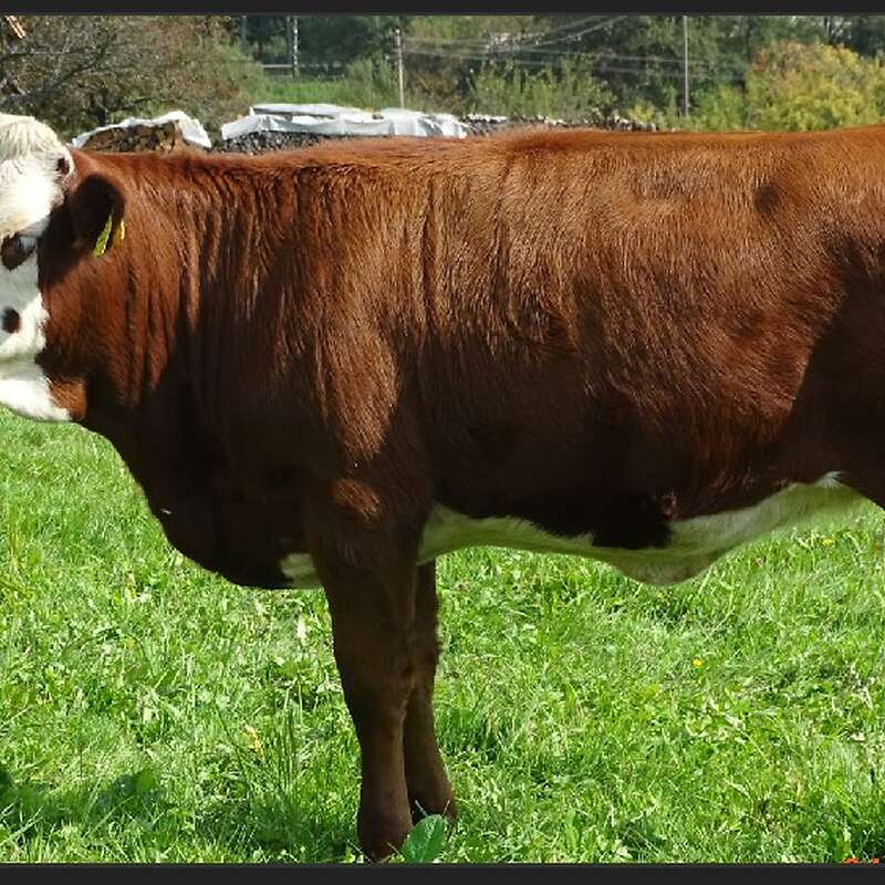 Vorderwälder Jungkuh - Bild 1