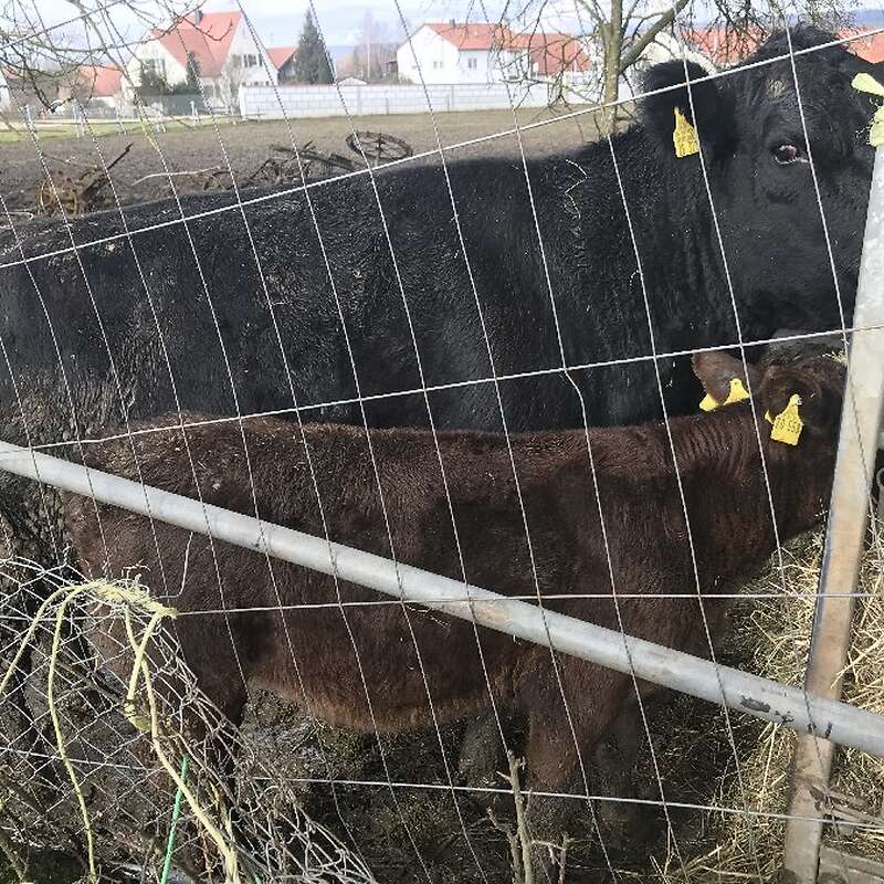 Angusherde Deckbulle Rinder Kalbinnen in 89429 - Bild 1