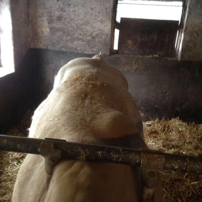 Charolais HB Deckbulle Stationsgeprüft - Bild 1