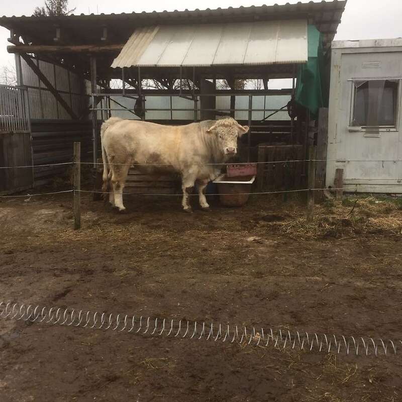 Charolais Deckbulle - Bild 1