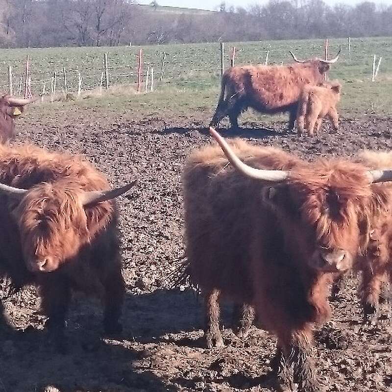 Highland Cattle, Kühe, Kälber, Bullen, Absetzer, Zubehör, Panels - Bild 1