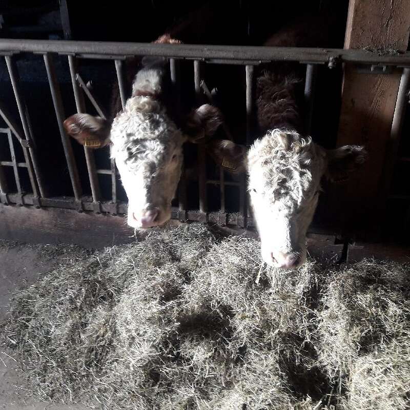 2 Hereford Färsen - Bild 1