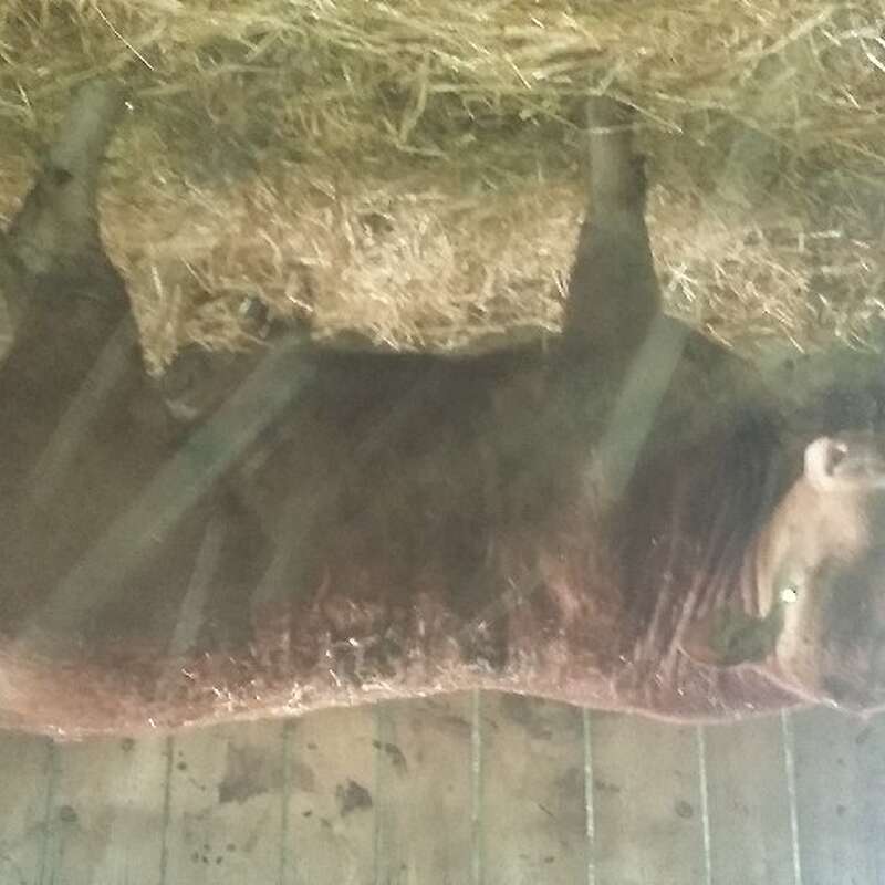 Limousin Jungstier - Bild 1